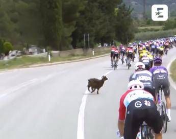 Giro dItalia una capra taglia la strada al gruppo Video Giro dItalia una capra taglia la strada al gruppo Video