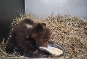 Orsetta marsicana salvata nel Parco nazionale comincia a mangiare da sola Video Orsetta marsicana salvata nel Parco nazionale comincia a mangiare da sola Video