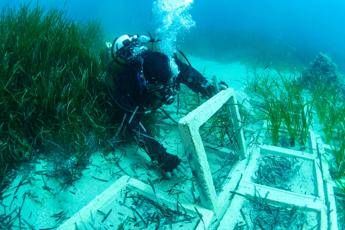 Terna ha concluso il trapianto di Posidonia oceanica nellapprodo di Terra Mala Terna ha concluso il trapianto di Posidonia oceanica nellapprodo di Terra Mala