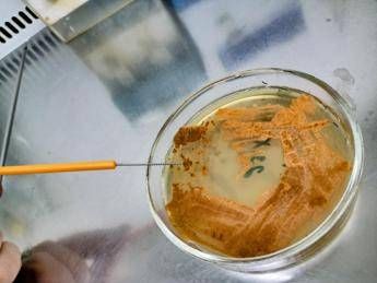 UnInsubria scoperto nuovo antibiotico contro superbatteri UnInsubria scoperto nuovo antibiotico contro superbatteri