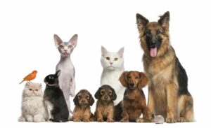 AgricenterPieve PetFood header new 245547cb
