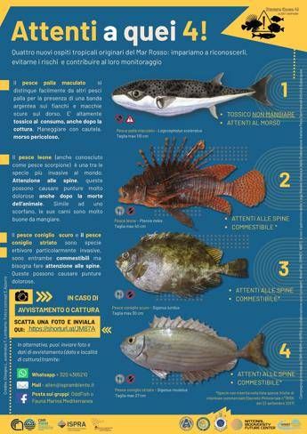 Attenti a quei 4 la campagna per monitorare le specie aliene invasive nei mari italiani