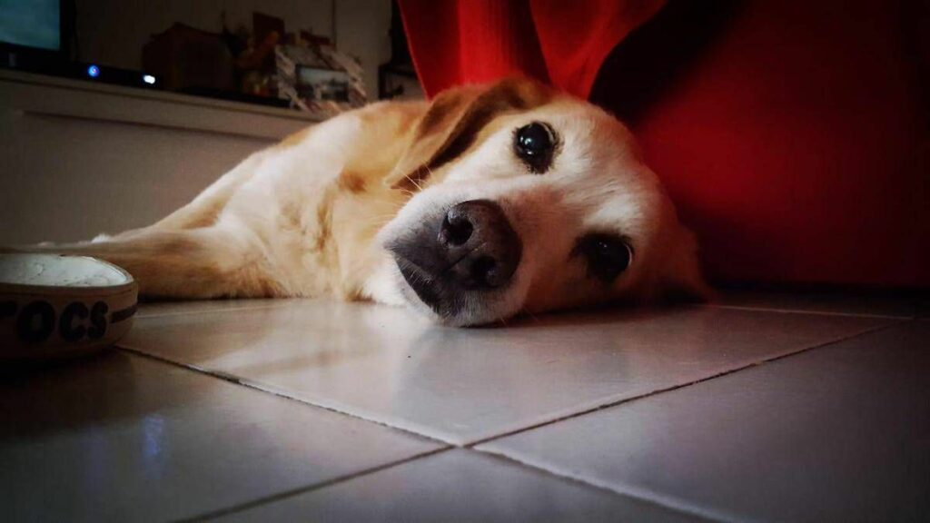 Lumache killer allarme infezioni nei cani dobbiamo preoccuparci