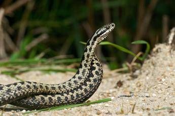 Morso di vipera cosa fare Calma primo antidoto per non diffondere il veleno Morso di vipera cosa fare Calma primo antidoto per non diffondere il veleno