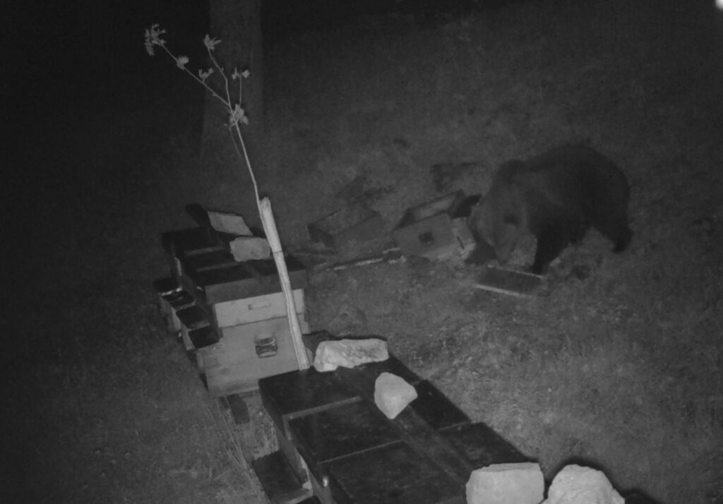 Schilpario orso bruno torna sulle Orobie e divora arnie in Valle di Scalve Schilpario orso bruno torna sulle Orobie e divora arnie in Valle di Scalve