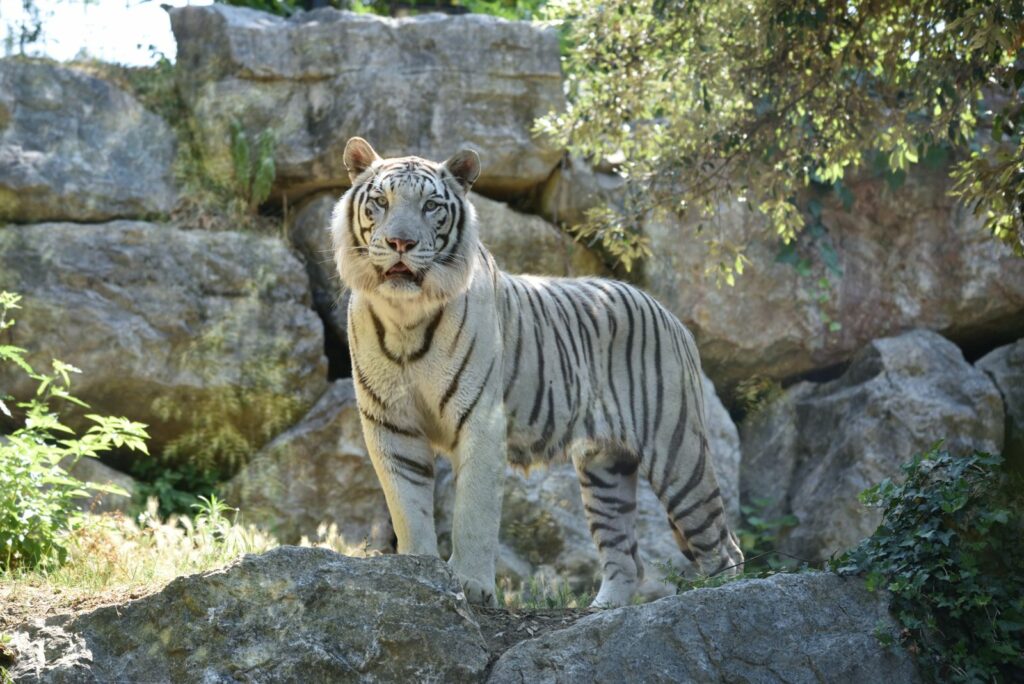 02. tigre 02. tigre