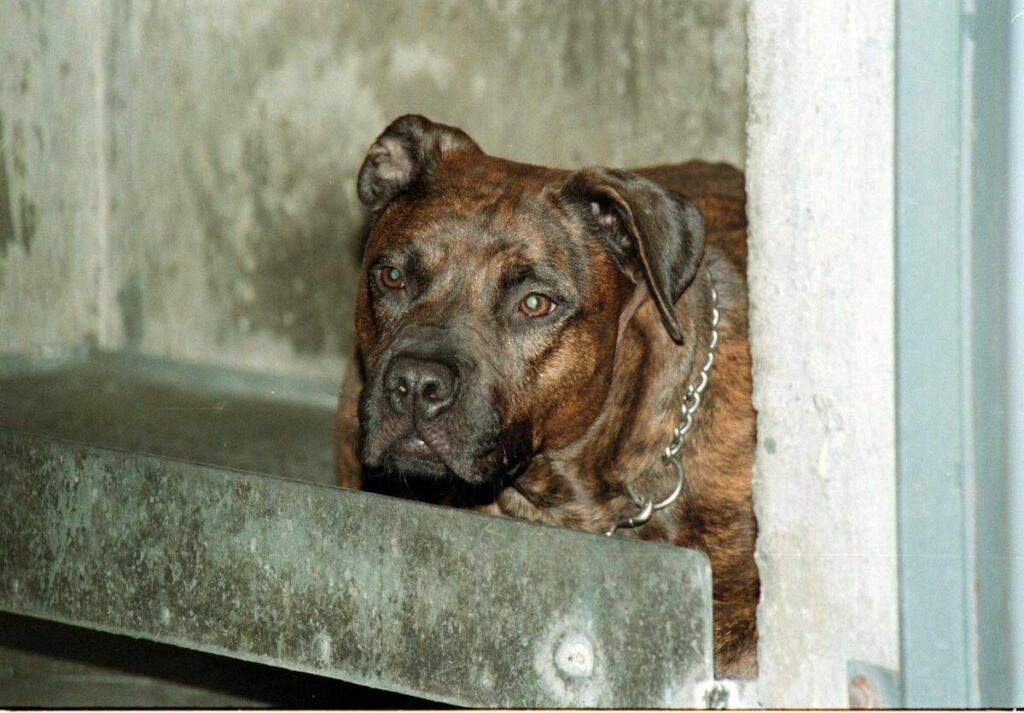 Aggredito da pitbull il racconto Io tra pochi sopravvissuti vivo grazie a un passante Aggredito da pitbull il racconto Io tra pochi sopravvissuti vivo grazie a un passante