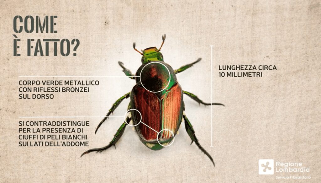 Allarme scarabeo giapponese ha colpito Piemonte e Lombardia perche e una minaccia Allarme scarabeo giapponese ha colpito Piemonte e Lombardia perche e una minaccia