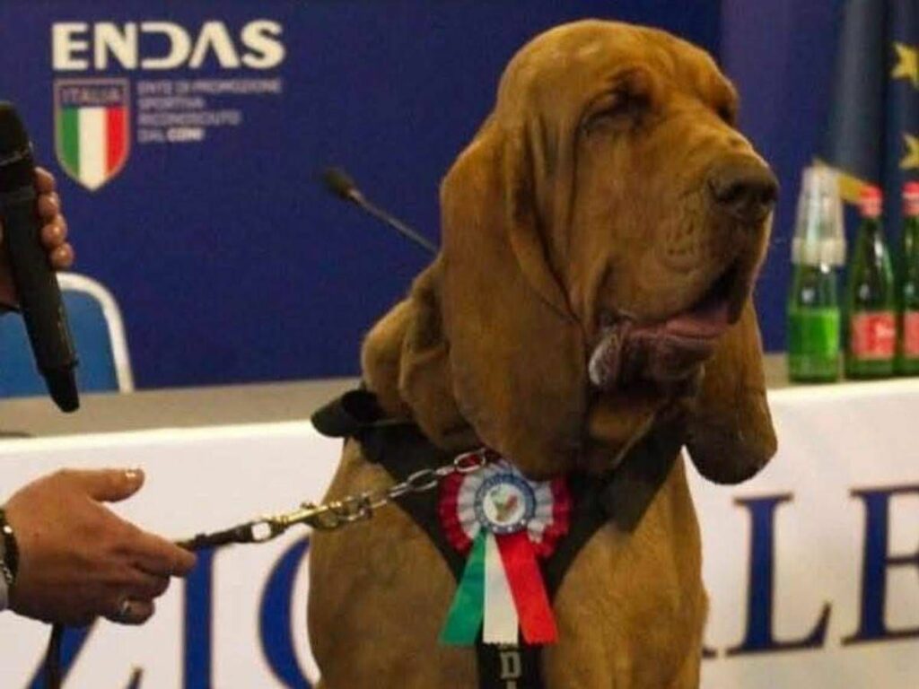 Bruno cane eroe ucciso con boccone pieno di chiodi Bruno cane eroe ucciso con boccone pieno di chiodi