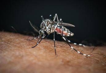 Chikungunya il caso zero nel bolognese e importato nessuna infezione autoctona