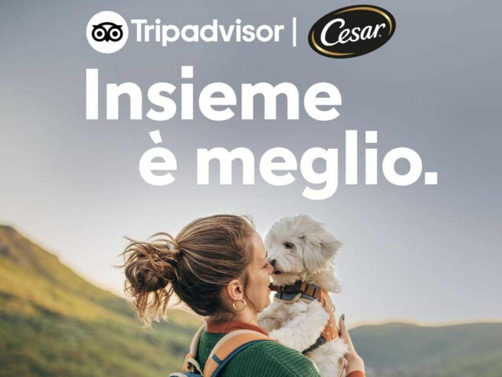 Vacanze quasi la meta italiani rinuncia a viaggiare con il proprio cane Vacanze quasi la meta italiani rinuncia a viaggiare con il proprio cane