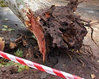 Albero cade su auto nel Materano morto un ragazzo