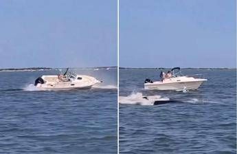 Balena contro barca animale muore e uomo in mare Balena contro barca animale muore e uomo in mare