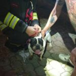 Cane intrappolato salvato dai Vigili del Fuoco a Villa Carcina