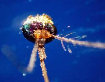 Dalla Dengue al West Nile quale zanzara le trasmette come riconoscerle