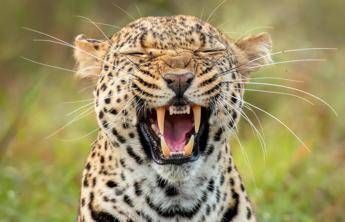Dalle zebre di Orban ai leopardi per Trump leader mondiali e bizzarri zoo privati
