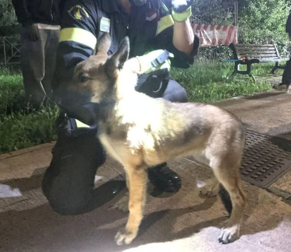 Dramma sfiorato a Gardone cagnolino cade nel canale salvato in extremis dai Vigili del Fuoco Dramma sfiorato a Gardone cagnolino cade nel canale salvato in extremis dai Vigili del Fuoco