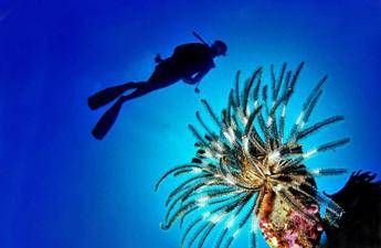 Pesce scorpione su coste italiane Pungersi puo essere molto doloroso Pesce scorpione su coste italiane Pungersi puo essere molto doloroso