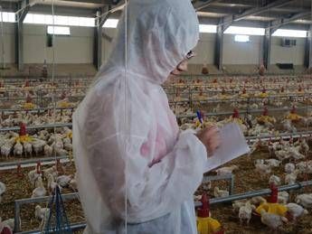Pollo allevato sano e senza antibiotici primi risultati sperimentazione italiana In Ovo Pollo allevato sano e senza antibiotici primi risultati sperimentazione italiana In Ovo