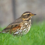 Redwing Turdus iliacus