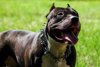 Ruba pitbull e lo rivende per 100 euro caccia al ladro di cani Ruba pitbull e lo rivende per 100 euro caccia al ladro di cani