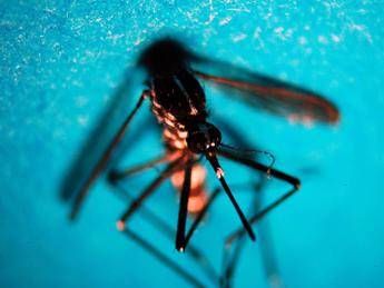 West Nile altri due morti nel Lazio e 8 nuovi casi